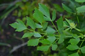 Image result for Liebstöckel