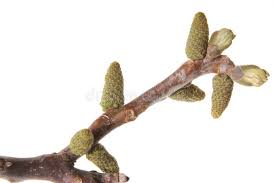 Attēlu rezultāti vaicājumam “Juglans mandshurica male flower”