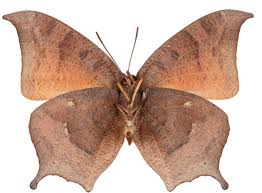 Attēlu rezultāti vaicājumam “Anacampsis blatariella”