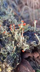 Attēlu rezultāti vaicājumam “Cladonia floerkeana”
