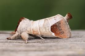 Attēlu rezultāti vaicājumam “Clostera curtula”