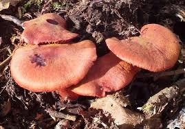 Attēlu rezultāti vaicājumam “Cortinarius sanguineus”