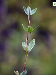 Attēlu rezultāti vaicājumam “Trifolium spadiceum fruit”