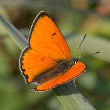 Attēlu rezultāti vaicājumam “Lycaena dispar”