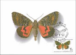 Attēlu rezultāti vaicājumam “Catocala sponsa”