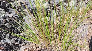 Attēlu rezultāti vaicājumam “Calamagrostis arundinacea leaf”