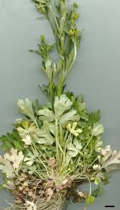 Attēlu rezultāti vaicājumam “Ranunculus sceleratus fruit”