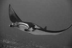 Image result for Mobula alfredi