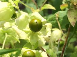 Attēlu rezultāti vaicājumam “Silene baccifera fruit”