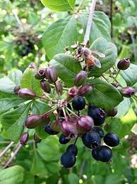 Attēlu rezultāti vaicājumam “Eleutherococcus sessiliflorus”