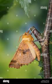 Attēlu rezultāti vaicājumam “Ennomos autumnaria male”