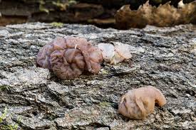 Attēlu rezultāti vaicājumam “Neobulgaria pura”