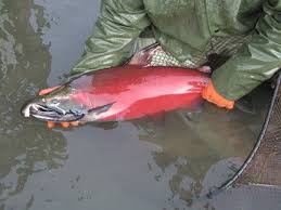 Image result for Oncorhynchus kisutch