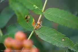 Attēlu rezultāti vaicājumam “Gymnosporangium cornutum”