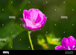 Image result for Storchschnäbel