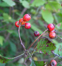 Attēlu rezultāti vaicājumam “Crataegus chrysocarpa”