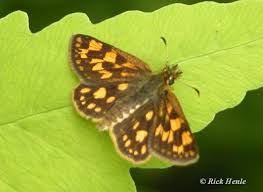 Attēlu rezultāti vaicājumam “Carterocephalus palaemon underside”