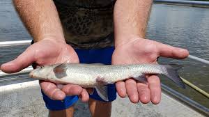 Image result for Cycleptus elongatus