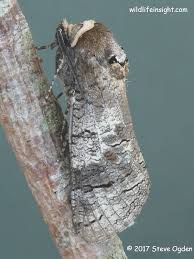 Attēlu rezultāti vaicājumam “Cossus cossus”