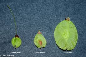 Attēlu rezultāti vaicājumam “Ulmus glabra fruit”