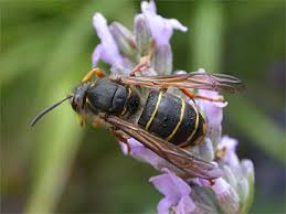 Attēlu rezultāti vaicājumam “Dolichovespula media”
