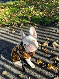 Image result for Banbury Bulldogs