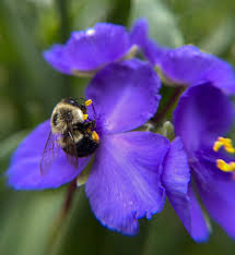 Attēlu rezultāti vaicājumam “Tradescantia virginiana flower”