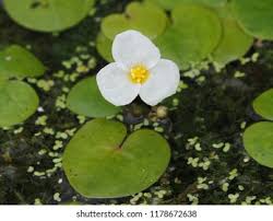 Attēlu rezultāti vaicājumam “Hydrocharis morsus-ranae flower”