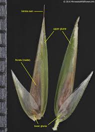 Attēlu rezultāti vaicājumam “Anthoxanthum odoratum”
