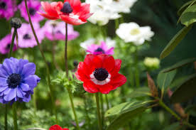 Attēlu rezultāti vaicājumam “Anemone”