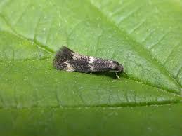 Attēlu rezultāti vaicājumam “Elachista maculicerusella”