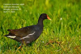 Attēlu rezultāti vaicājumam “Gallinula chloropus adult”