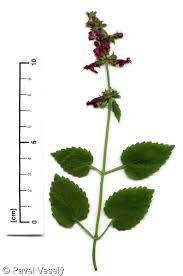 Attēlu rezultāti vaicājumam “Stachys sylvatica”