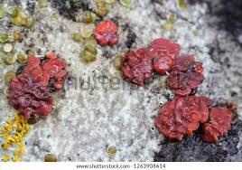 Attēlu rezultāti vaicājumam “Peniophora rufa”