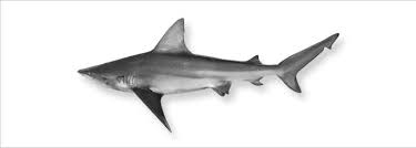 Image result for Carcharhinus plumbeus