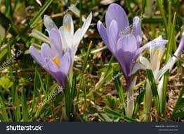 Attēlu rezultāti vaicājumam “Crocus vernus subsp. vernus flower”