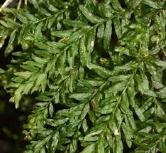 Attēlu rezultāti vaicājumam “Plagiomnium undulatum sporophyte”