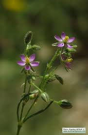 Attēlu rezultāti vaicājumam “Spergularia rubra”