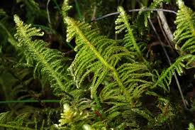 Attēlu rezultāti vaicājumam “Ptilium crista-castrensis”