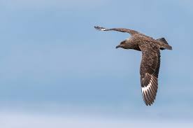 Image result for Stercorarius skua