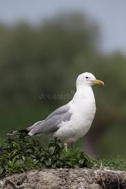 Image result for Larus cachinnans