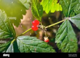 Attēlu rezultāti vaicājumam “Rubus saxatilis leaf”