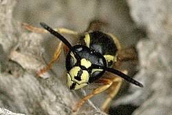 Attēlu rezultāti vaicājumam “Vespula rufa”