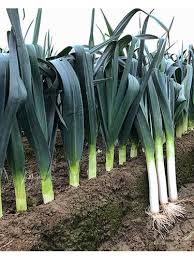 Image result for Porree