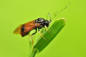 Attēlu rezultāti vaicājumam “Argidae”