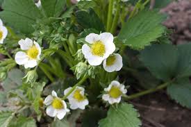 Attēlu rezultāti vaicājumam “Fragaria x ananassa”