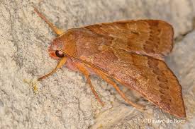 Attēlu rezultāti vaicājumam “Agrochola helvola imago”