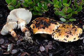 Attēlu rezultāti vaicājumam “Trichia flavicoma”