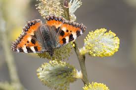 Attēlu rezultāti vaicājumam “Aglais urticae underside”