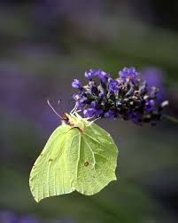 Attēlu rezultāti vaicājumam “Gonepteryx rhamni upperside”